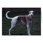 "Bailey" Whippet Photo Greeting Card