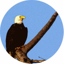 Bald Eagle Acrylic Cut Out