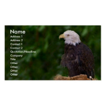 Bald Eagle Business Card Templates