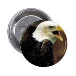 Bald eagle buttons