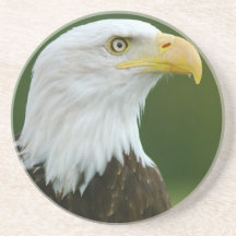 Bald Eagle Coaster