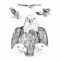 Bald Eagle Drawing Photo Cutout