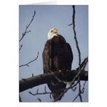 Bald Eagle Greeting Card