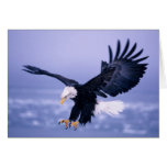 Bald Eagle Landing Wings Spread in a Storm, Greeting Card