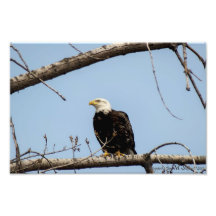 Bald Eagle Photo Art