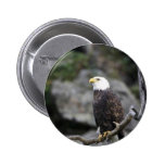 Bald eagle pinback buttons