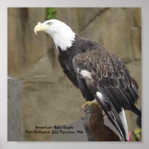 Bald Eagle Poster