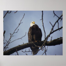 Bald Eagle Poster