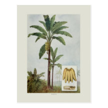 Banana Postcard