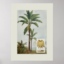 Banana Poster