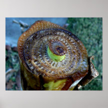 Banana Tree Trunk Print