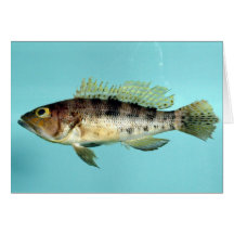 Bank Sea Bass Greeting Cards