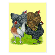 Bantam Hen Quartet Post Cards