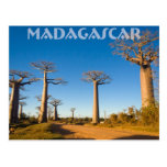 Baobabs de Madagascar Carte Postale