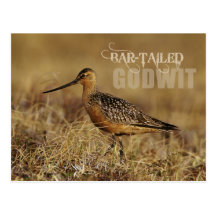 Bar-tailed Godwit, Alaska Post Cards