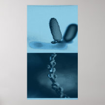 barbed wire and flower poster