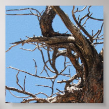 Bare Branches Detail Poster
