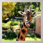 Baringo Giraffe Posters