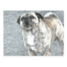 Barking Bull Dog Post Card