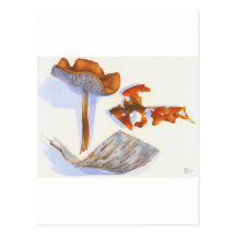 BARKING UP THE WRONG MUSHROOM POSTCARD