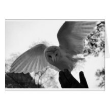 Barn Owl Greeting Card