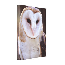 barn owl stretched canvas print
