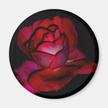 Baroness Rothschild Rose Magnets