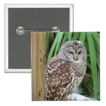 Barred Owl Button