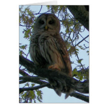 Barred Owl (Hoot Owl) Greeting Cards
