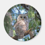 Barred Owl Magnet
