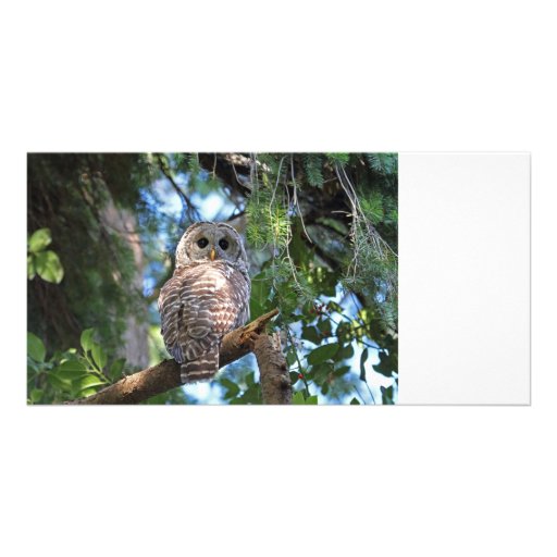 Barred Owl Photo Greeting Card