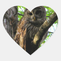 Barred Owl Stickers