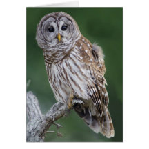 Barred Owl (Strix varia) Greeting Cards