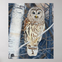 Barred Owl Watercolor Poster
