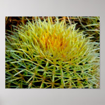 Barrel Cactus art poster