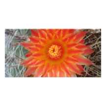Barrel Cactus Blossoms Custom Photo Card