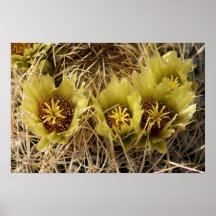 Barrel Cactus Blossoms Print