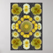 BARREL CACTUS COMPOSITE 1 POSTER
