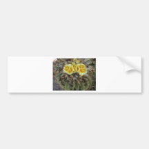 Barrel Cactus in Bloom Bumper Stickers