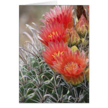 Barrel Cactus in bloom Cards