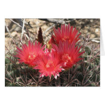 Barrel cactus in bloom greeting card