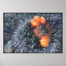 Barrel Cactus in Bloom Poster