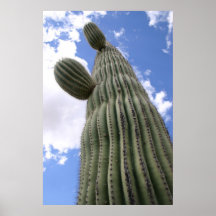 Barrel Cactus Poster
