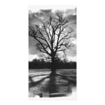 Barren Branches Tree Picture Card