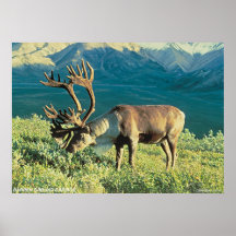 Barren Ground Caribou Posters