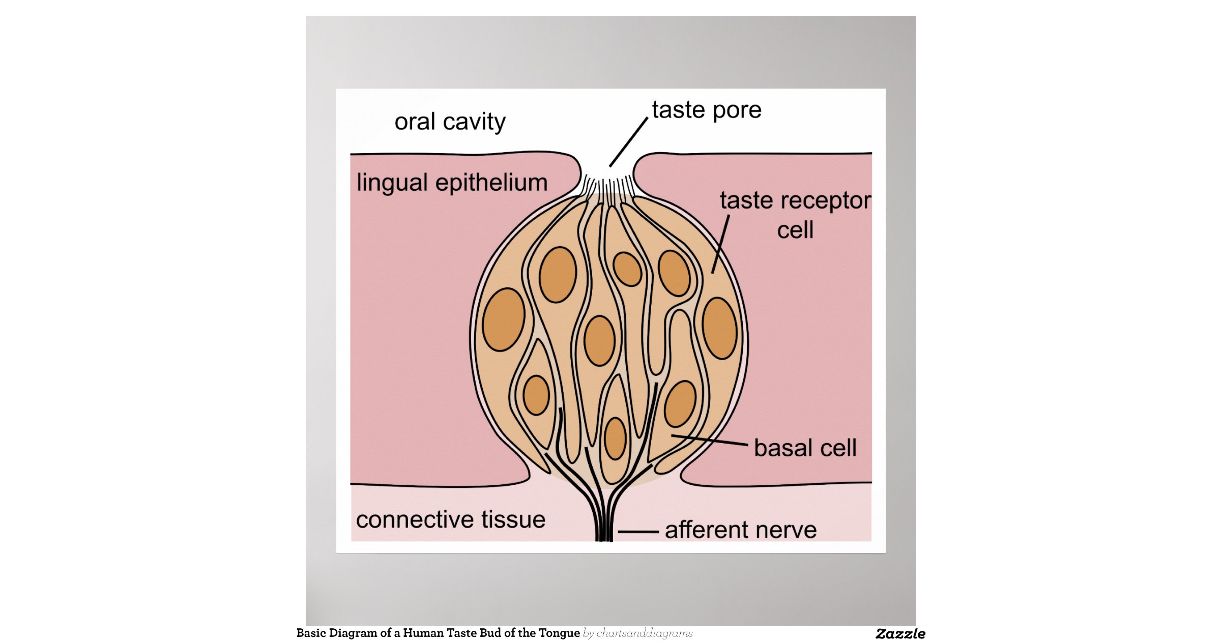 diagram of taste buds basic diagram of a human taste bud of the tongue poster diagram of taste buds basic diagram of a human taste bud of the tongue poster