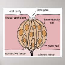 Basic Diagram of a Human Taste Bud of the Tongue Posters