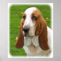 Basset Hound 8K92D-07_2 Print