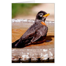 Bath Time Cards