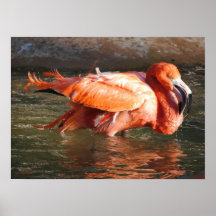 Bathing Pelican Print